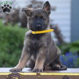 Lonnie, German Shepherd Puppy
